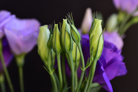 lisianthus very pretty colorful summer flower close upの写真素材