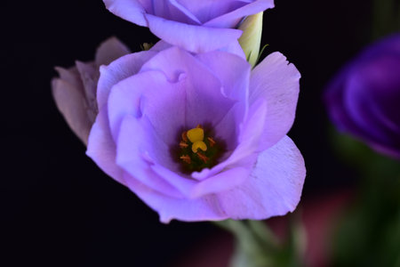 lisianthus very pretty colorful summer flower close upの写真素材