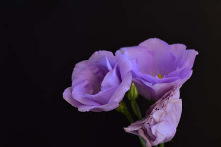 lisianthus very pretty colorful flower on a black background