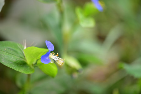 garden flower colorful plant in my garden close upの写真素材