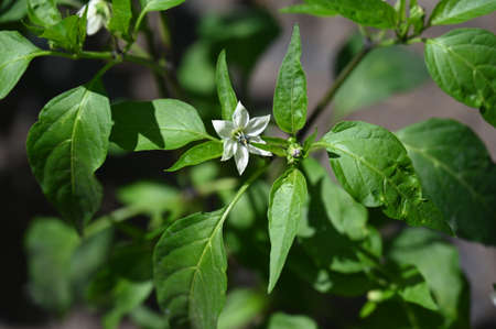 wooded area in the nature close up in the sunshineの写真素材