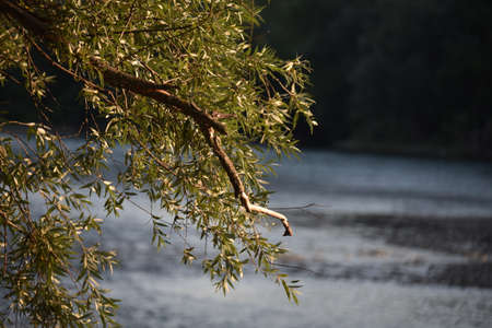 macro photo of river close up in the nature