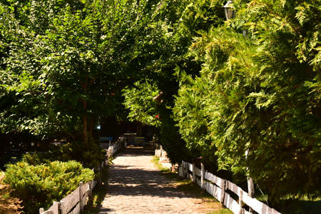 very many green  high tree wooded areaの写真素材