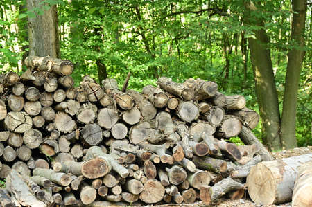 lots of firewood close up in the forest