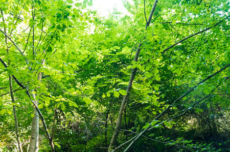 wooded area very many green trees