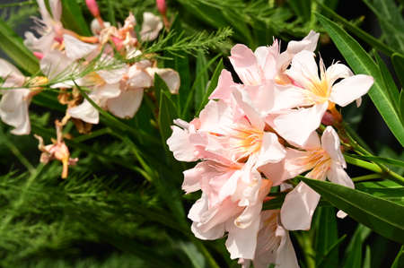 oleander very pretty colorful flower close up