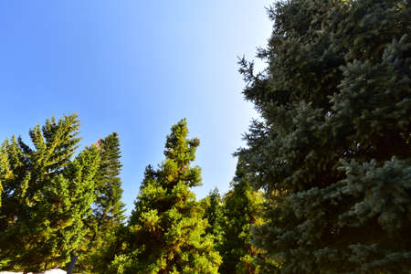 wooded area very nice green nature in the sunshine