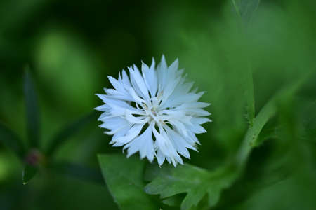 macro photo of colorful summer garden flower close up