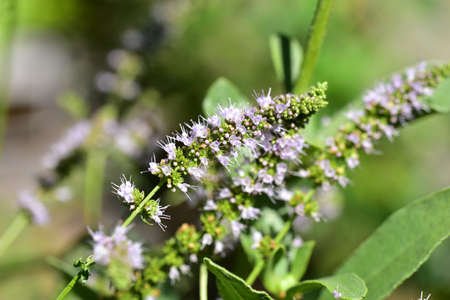 flowering bush very pretty colorful flower close upの写真素材