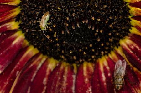 macro photo of colorful summer garden flower close up