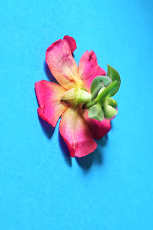 colorful garden summer  flower from behind close up