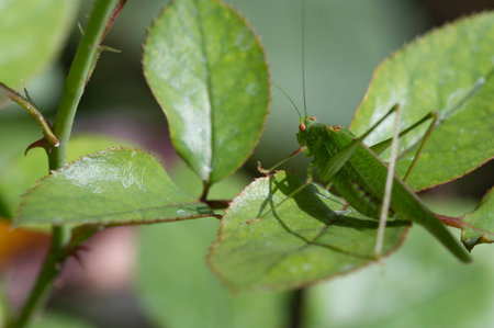 macro photo of dragonfly very nice green insect close up