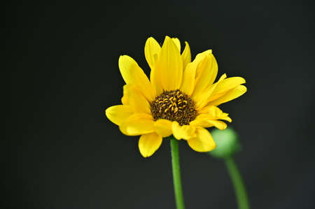 beautiful yellow garden flower close up in the sunshine