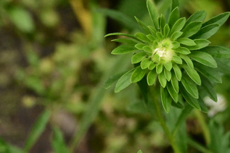 bud flower very nice colorful garden summer flower