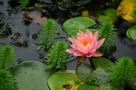 water lily very nice colorful summer flower close upの写真素材