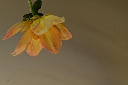 macro photo of colorful garden flower close upの写真素材