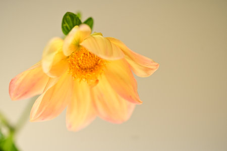 macro photo of colorful garden flower close upの写真素材