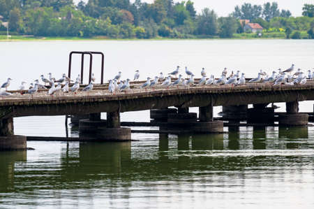 many seagulls on the water in the sunshine