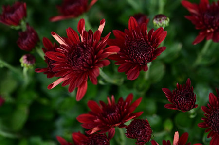 very pretty colored autumn garden flower close up