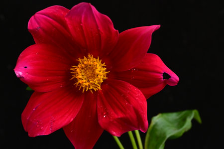 very pretty colored autumn dahlia garden flower close upの写真素材