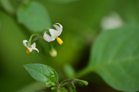 very pretty colored autumn garden flower close upの写真素材