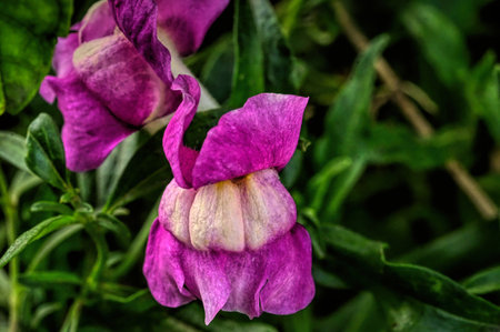 very pretty colored autumn garden flower close upの写真素材