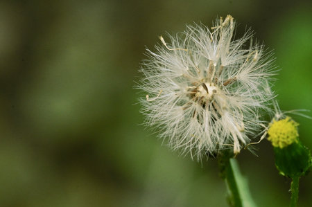 dandelion dry close up in my gardenの写真素材
