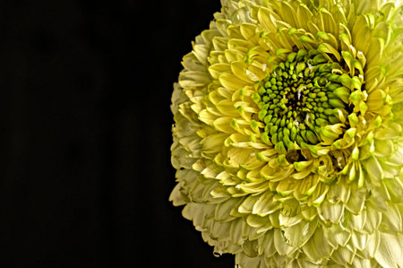 very pretty  colored gerber daisy flower close upの写真素材
