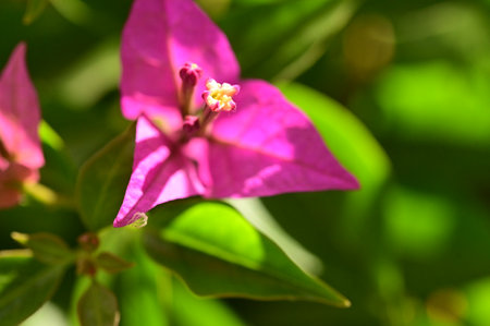 very pretty colored autumn garden flower close up