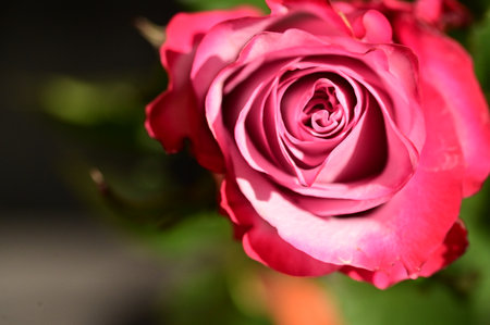 rose very pretty colored garden flower close upの写真素材