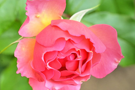 very pretty colored autumn rose  garden flower close upの写真素材