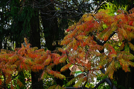 very pretty colored high tree in my garden close up