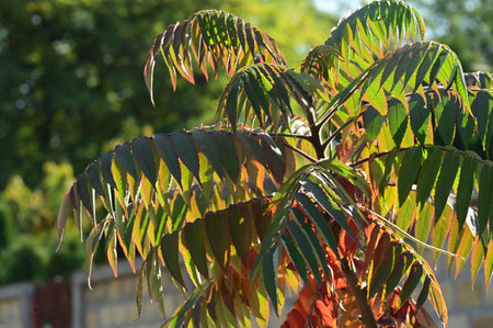 very pretty colorful autumn nature tree leaf  in the sunshine close up