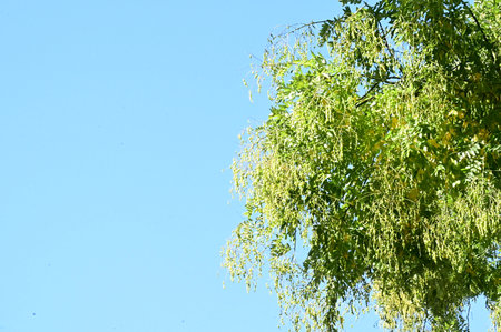 very pretty colorful tree in the nature  close up in my gardenの写真素材