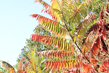 very pretty colorful autumn nature tree leaf  in the sunshine close up
