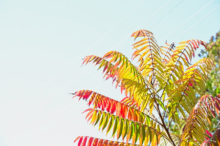 very pretty colorful autumn nature tree leaf  in the sunshine close upの写真素材