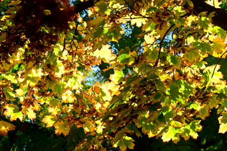 very pretty colorful leaf in the tree close up in the sunshine