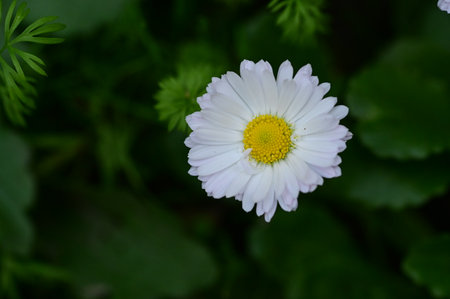 very pretty colorful  flower in my garden close upの写真素材