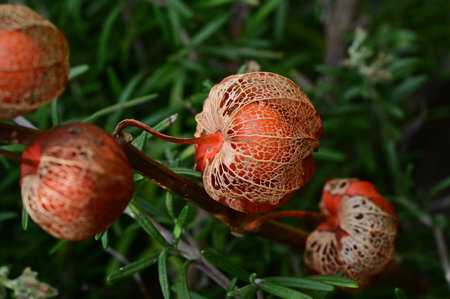 very pretty colorful garden dahlia flower in the sunshine close upの写真素材