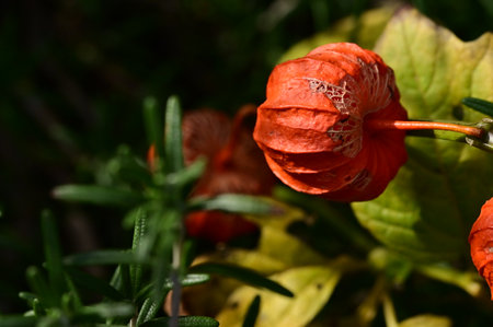 very pretty colorful garden  flower in the sunshine close upの写真素材