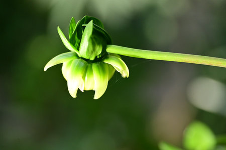 very pretty colorful garden dahlia bud flower in the sunshine close upの写真素材