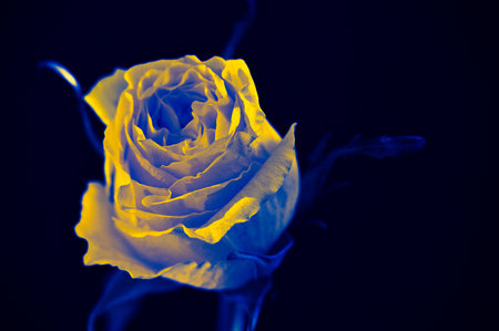 very pretty colorful rose flower  the sunshine close upの写真素材