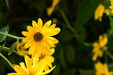 very pretty colored garden flower close upの写真素材