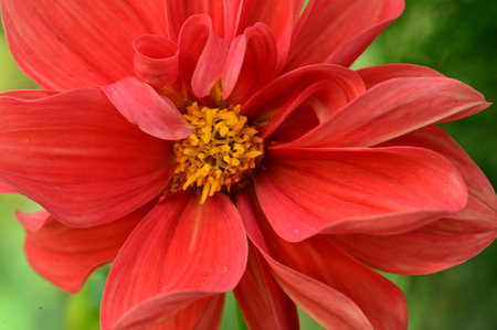 very pretty colored garden dahlia  flower close up in my gardenの写真素材