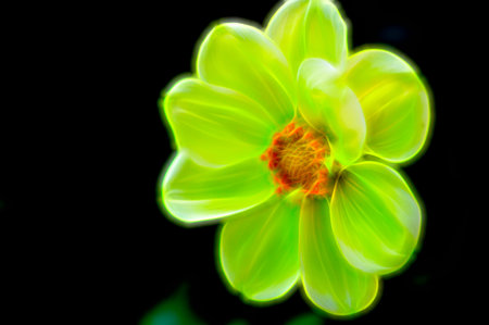 very pretty colored garden flower close upの写真素材