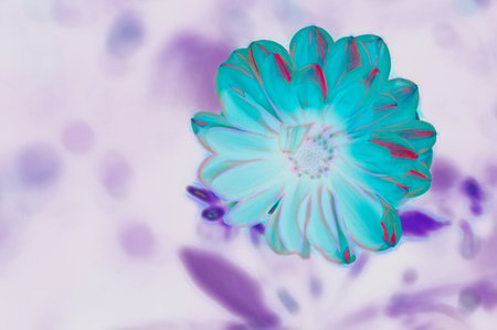 very pretty colored garden dahlia flower close upの写真素材