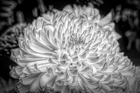 very pretty colored garden chrysanthemum flower close up in the sunshineの写真素材