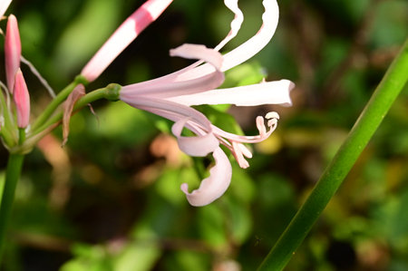 very pretty colorful  garden flower close up in my gardenの写真素材