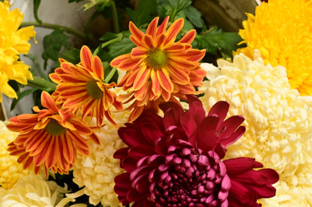 very pretty colored chrysanthemum garden autumn flower close up