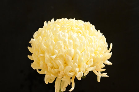 very pretty colored chrysanthemum garden autumn flower close upの写真素材